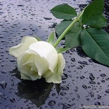 Схема вышивки «роза»