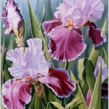 Схема вышивки «ирисы»