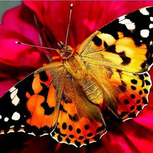 Схема вышивки «Бабочка»