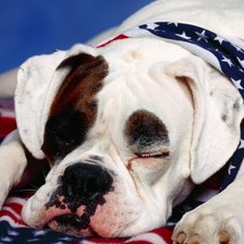 Схема вышивки «Американский бульдог»