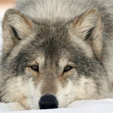 Схема вышивки «Волк»