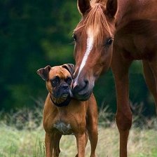 Схема вышивки «боксер и конь»