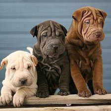 Схема вышивки «шарпейчики»