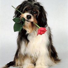 Схема вышивки «Поздравляю!»