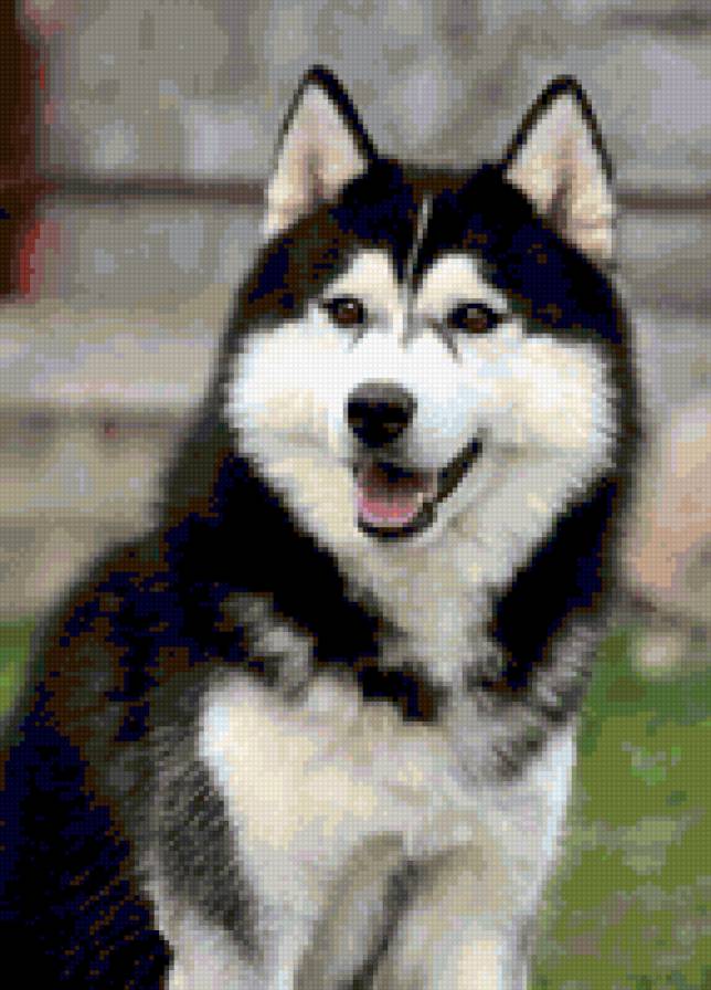 Хаски - предпросмотр