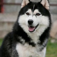 Схема вышивки «Хаски»