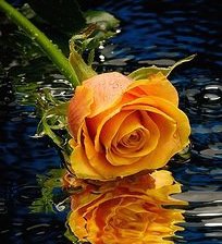 Схема вышивки «желтая роза»