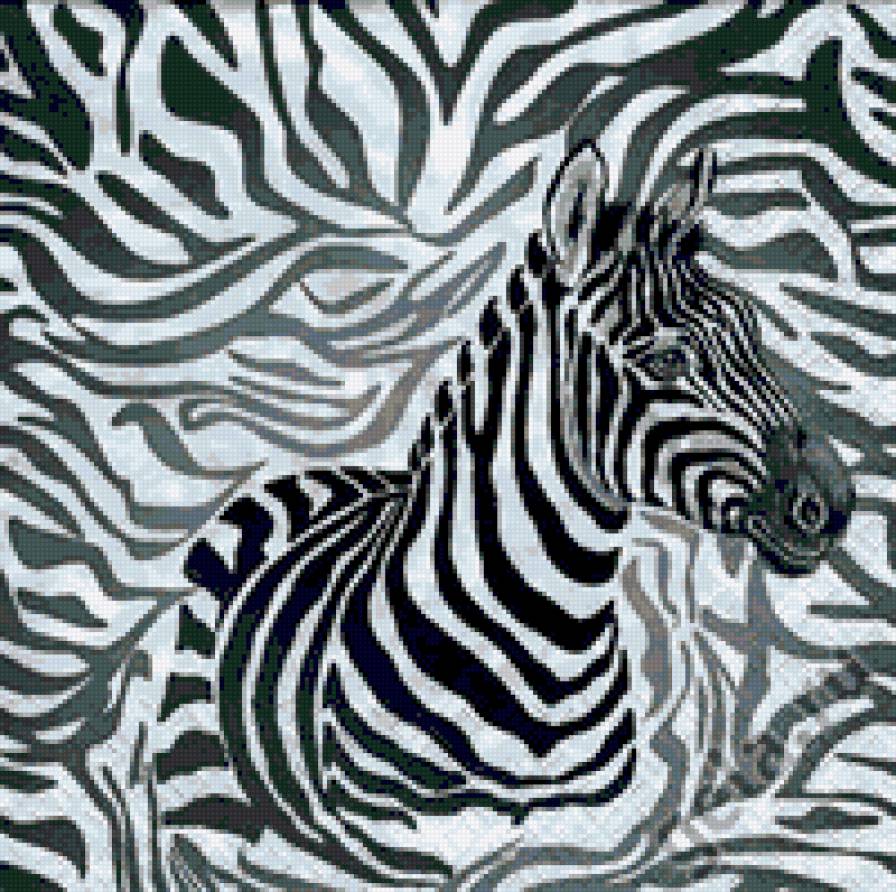 Зебра - африка - предпросмотр