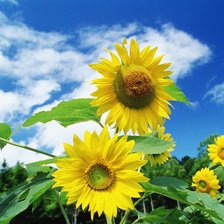 Схема вышивки «Подсолнухи»