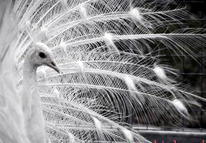 белый павлин - оригинал