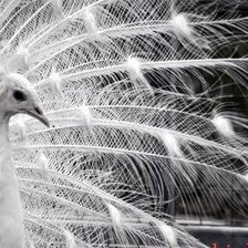 Схема вышивки «белый павлин»