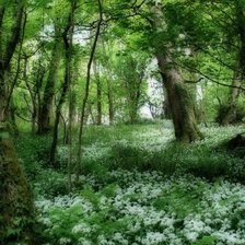 Схема вышивки «лес»