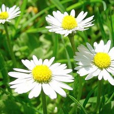 Схема вышивки «ромашки»