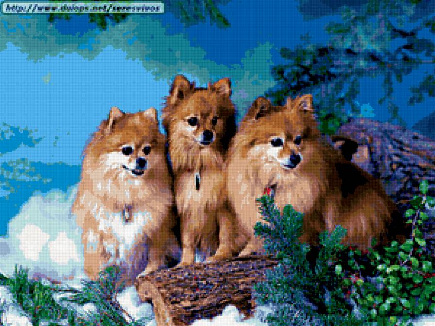 собачки - предпросмотр