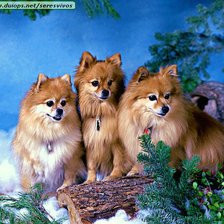 Схема вышивки «собачки»