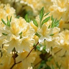 Схема вышивки «№367236»