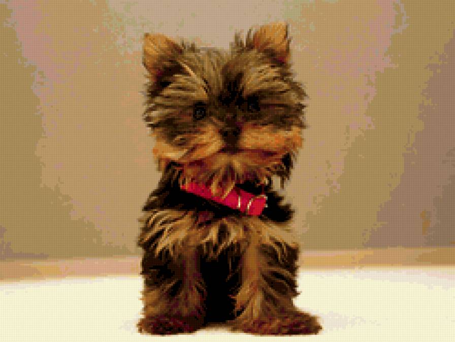 щенок - щенок, собака - предпросмотр