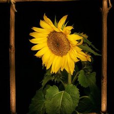 Схема вышивки «подцолнух»