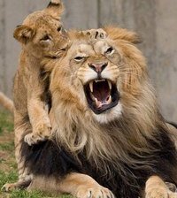 Схема вышивки «№367372»