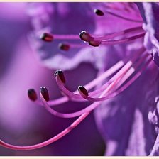 Схема вышивки «фиолетовое-2»