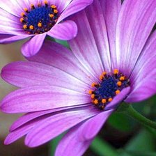 Схема вышивки «фиолетовое-3»