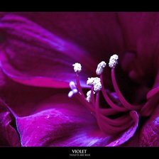 Схема вышивки «№367470»