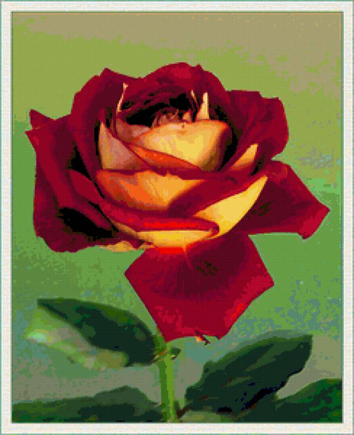 роза - цветок, розы, цветы, роза - предпросмотр