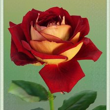 Схема вышивки «роза»