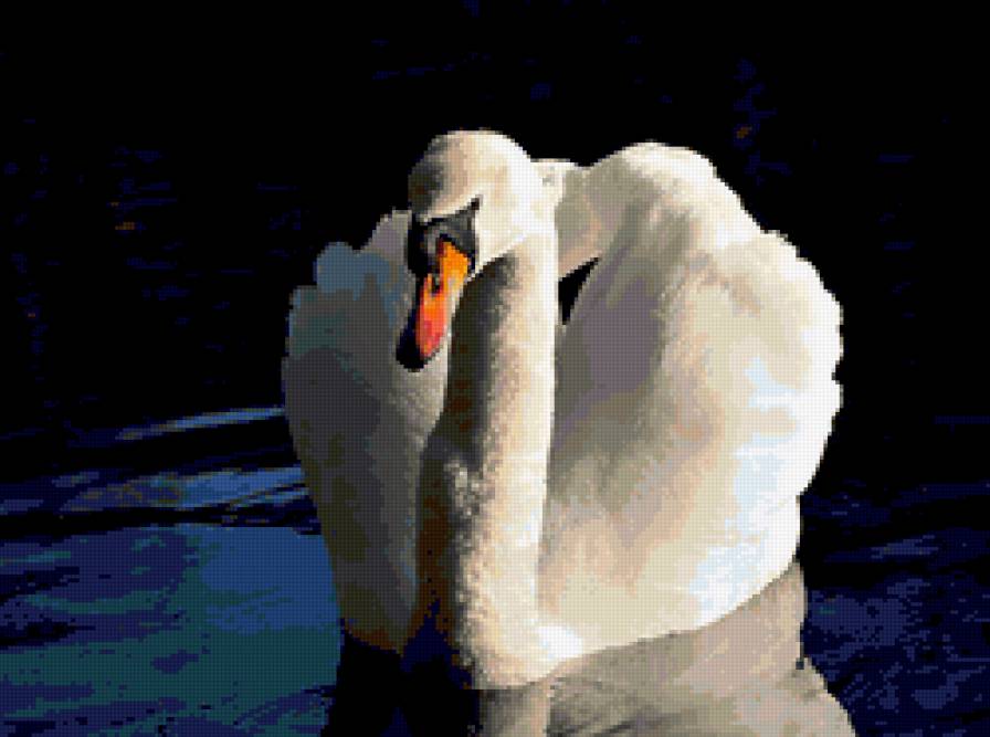 лебедь - отражение, лебедь. лебеди, озеро, птицы - предпросмотр