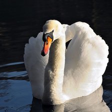Схема вышивки «лебедь»