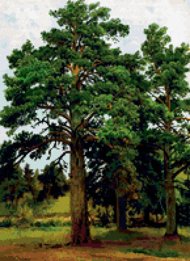 шишкин - сосны - дерево, сосны - предпросмотр