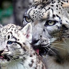 Схема вышивки «Забота»