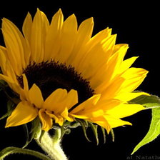 Схема вышивки «№368013»