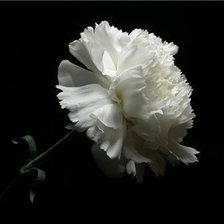 Схема вышивки «№368037»