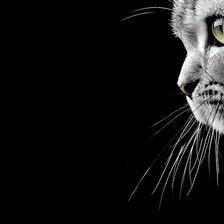 Схема вышивки «cat»