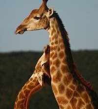 Схема вышивки «№368141»