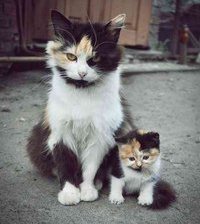 Схема вышивки «№368142»