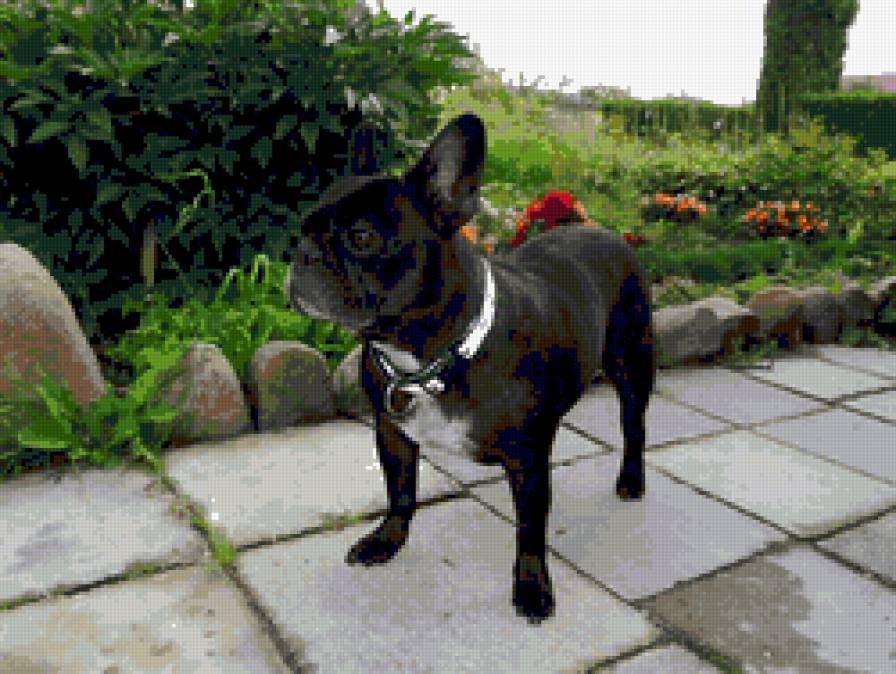 Собака LUNA - предпросмотр