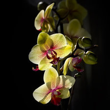 Схема вышивки «№368217»