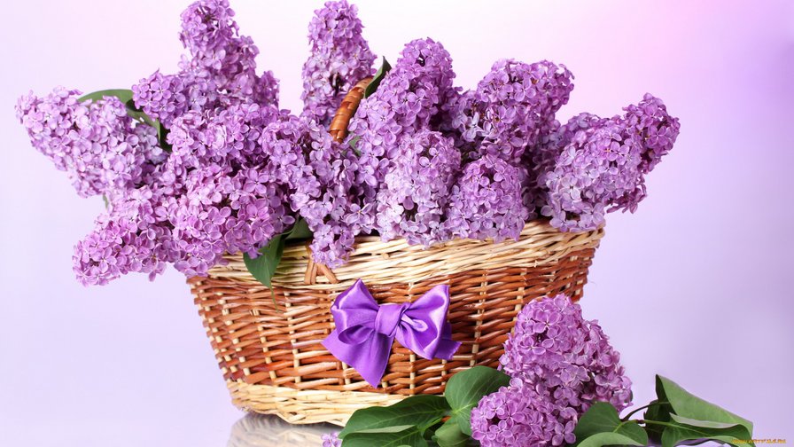 SIREN - оригинал