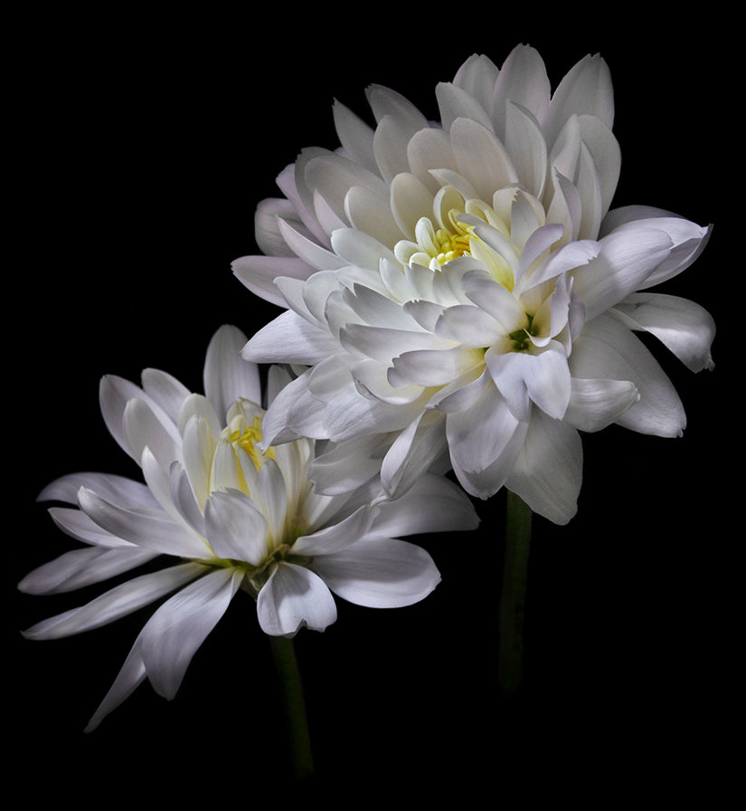 №368237 - оригинал