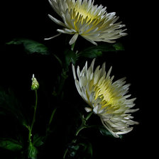 Схема вышивки «№368246»