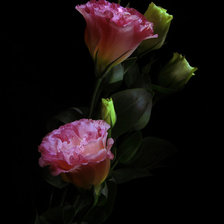 Схема вышивки «№368248»