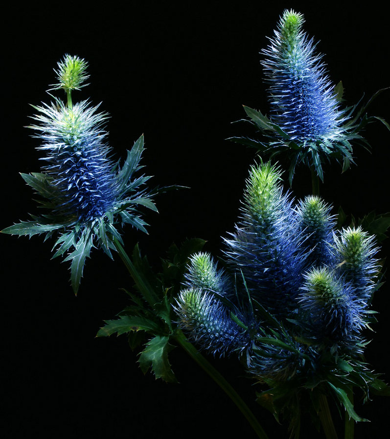 №368250 - оригинал