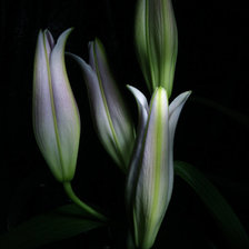 Схема вышивки «№368254»