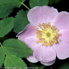 Схема вышивки «№368265»