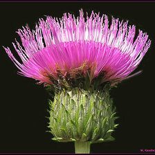 Схема вышивки «№368272»