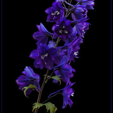 Схема вышивки «№368284»