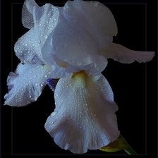 Схема вышивки «№368285»