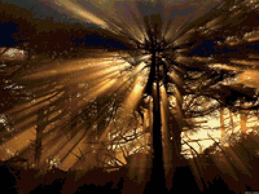 лучи рассвета - лес, рассвет, деревья, свет - предпросмотр